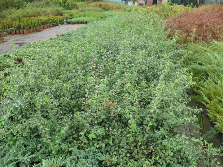 Spirea van Houtteii